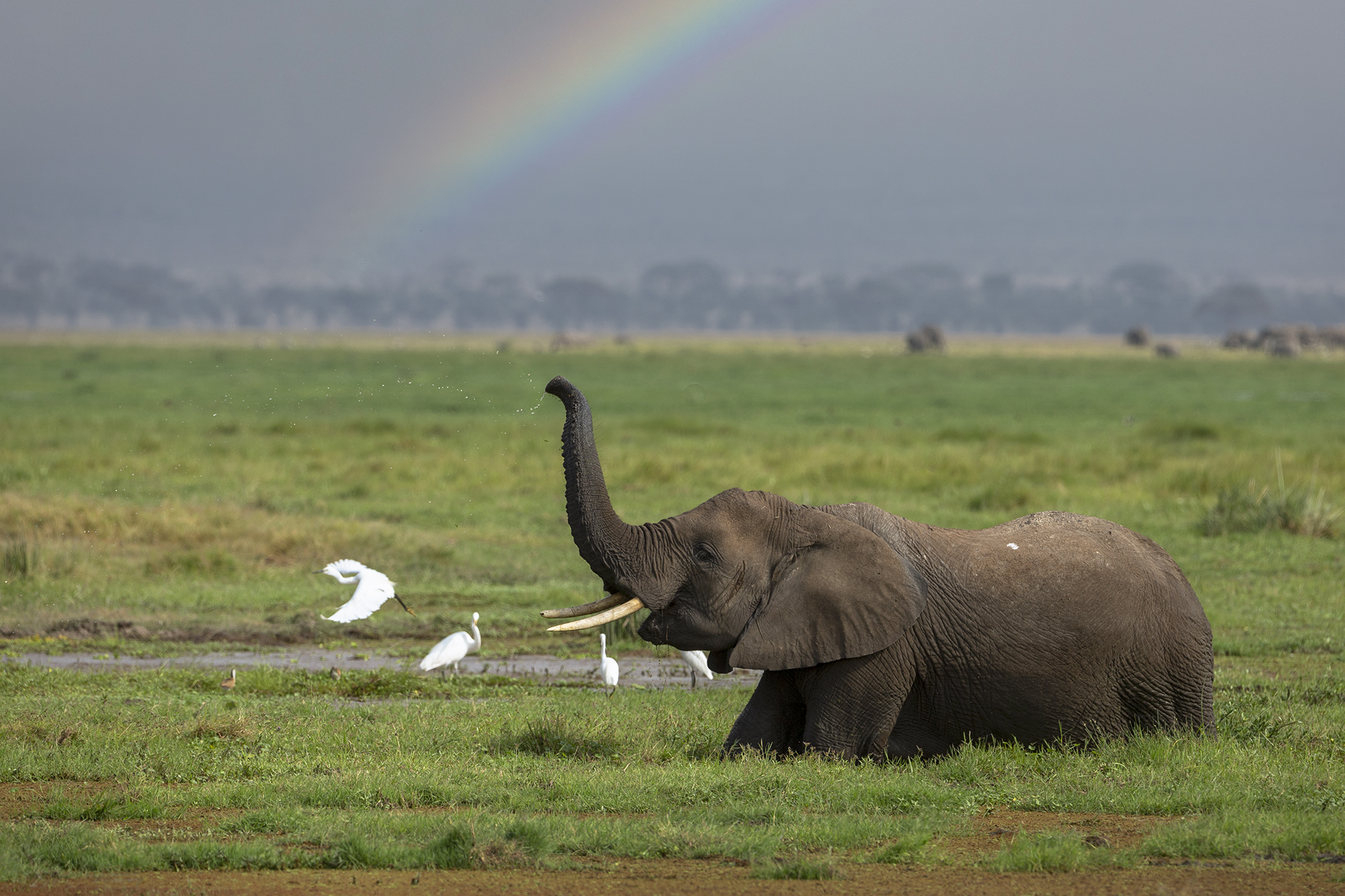 Amboseli National Park elephants with Kilimanjaro
