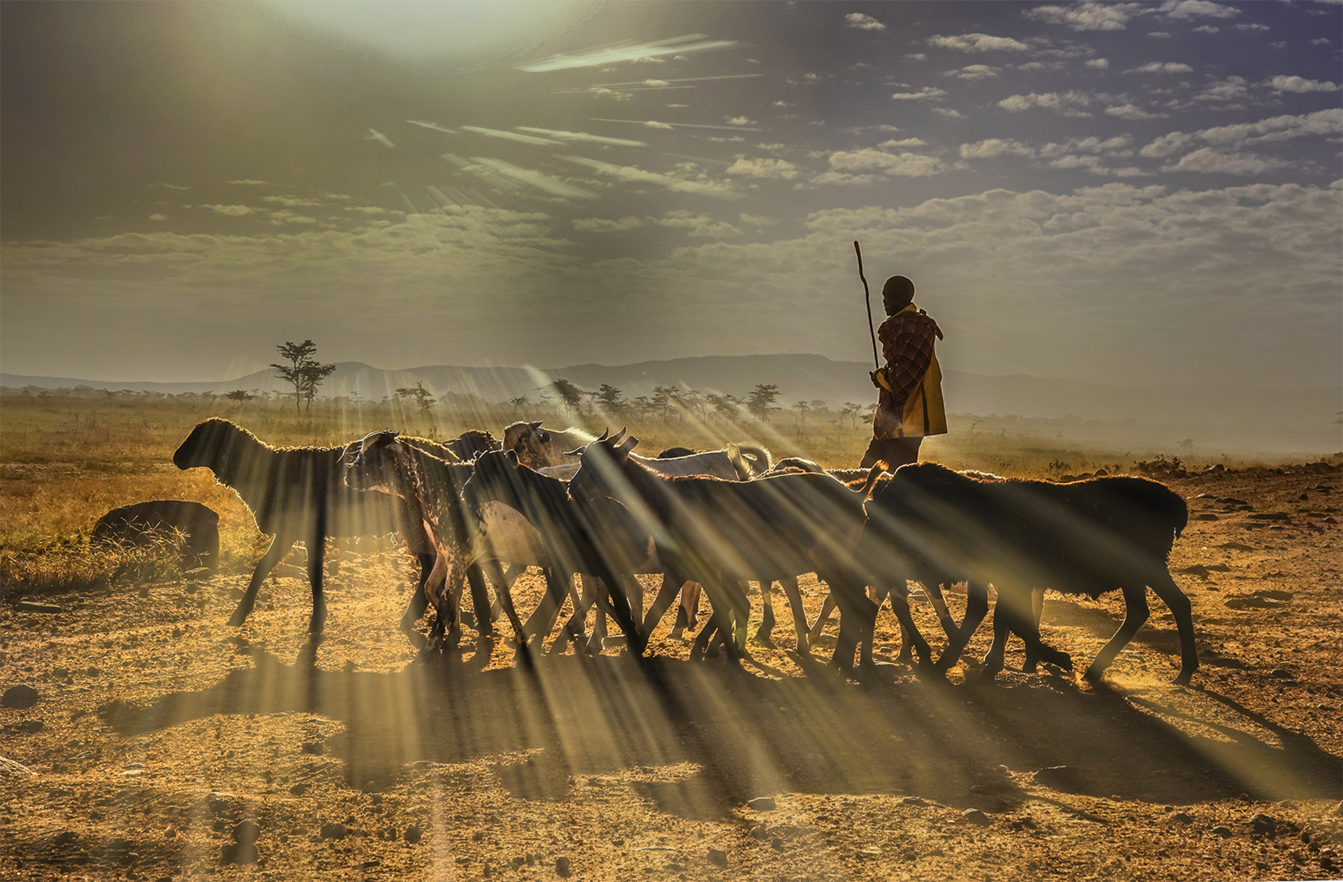 Masai Mara Game Drives and wildlife