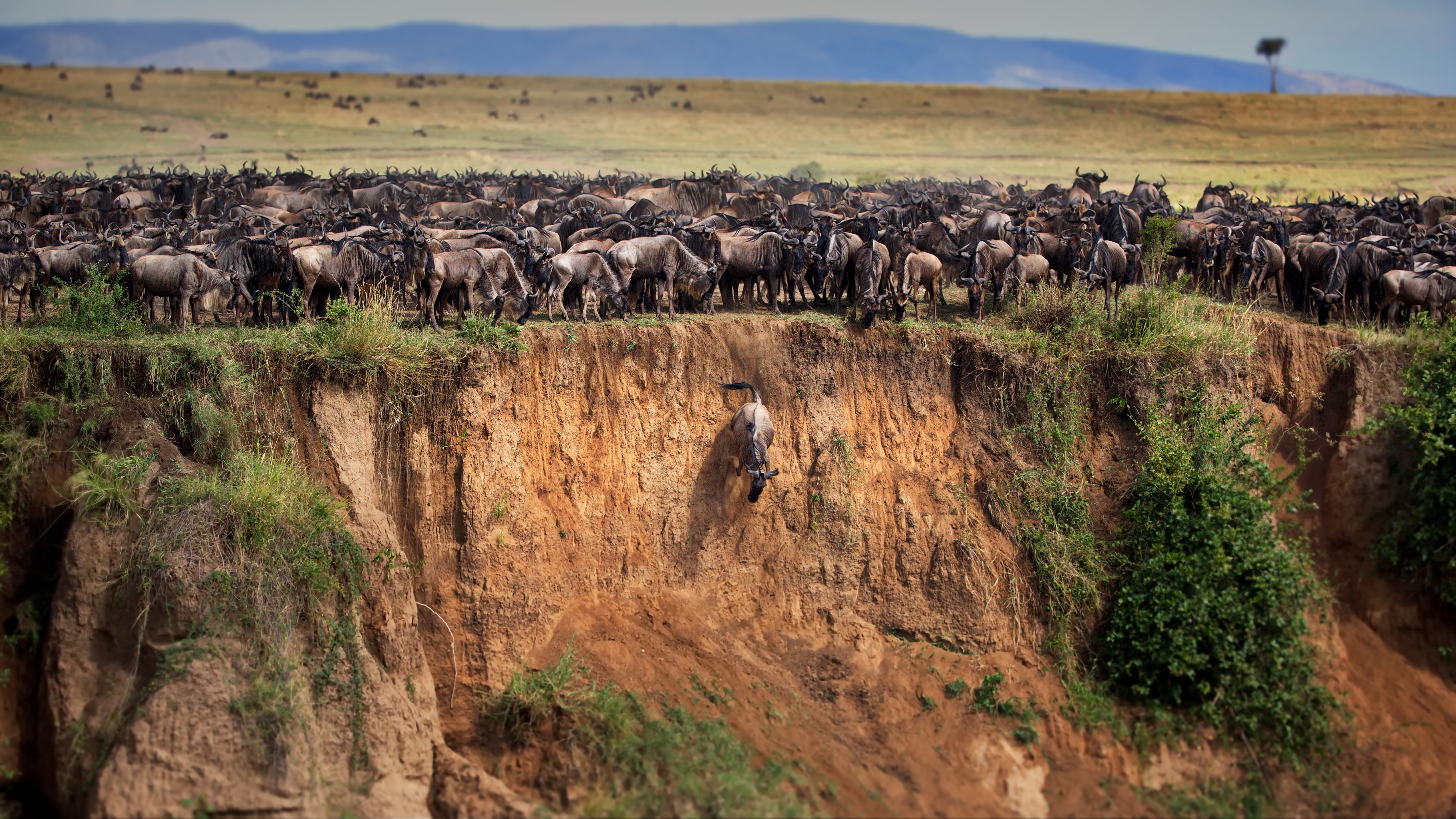Thousands of wildebeest surging across the Mara River during the Great Migration