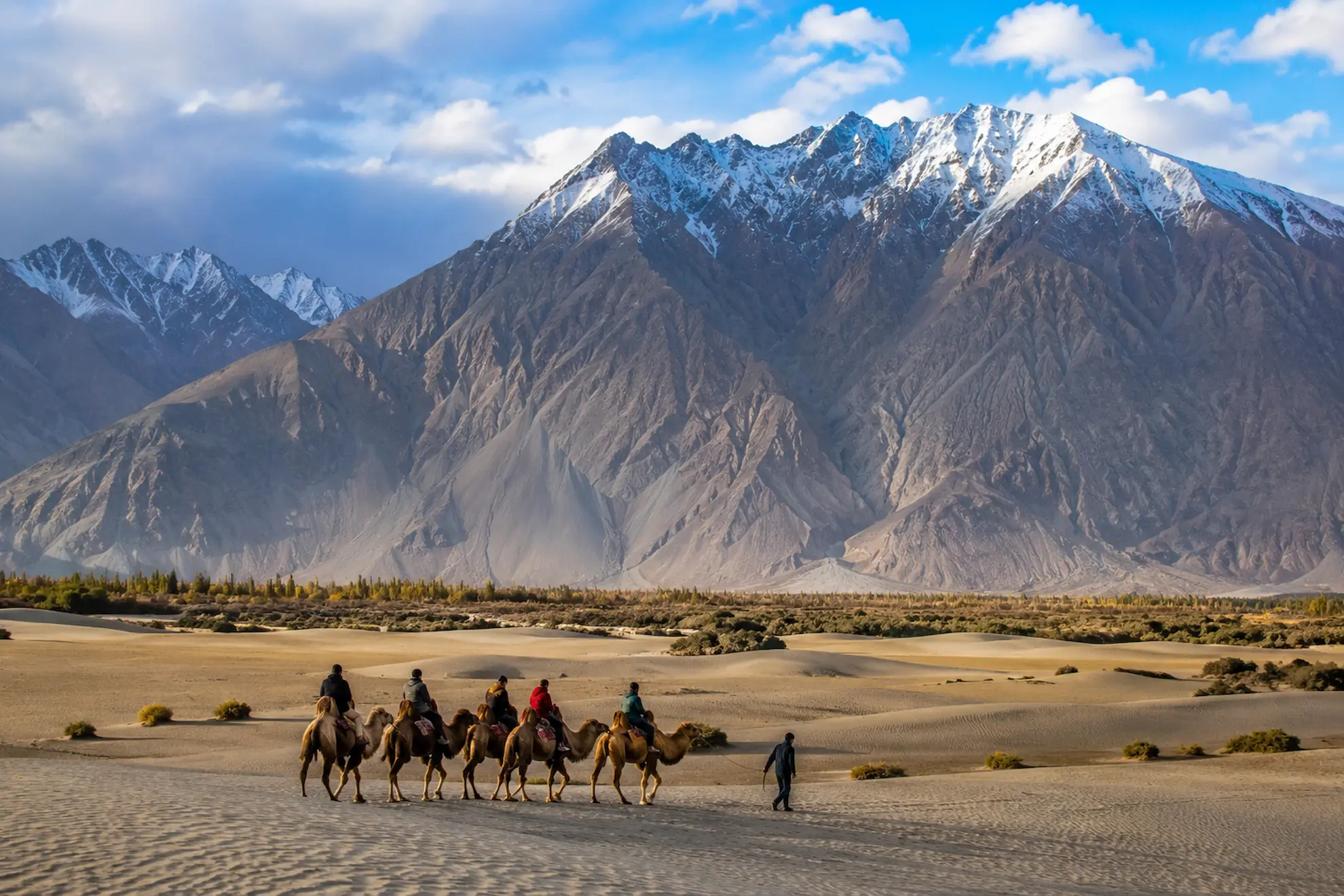 Double-humped Bactrian camels crossing the sand dunes of Nubra Valley, Ladakh